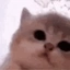 jam cat