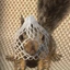 wrapped pnut