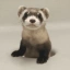 First Clone-born animal