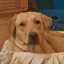 JUSTICEFORDIXIE