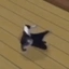 breakdancing sims cat